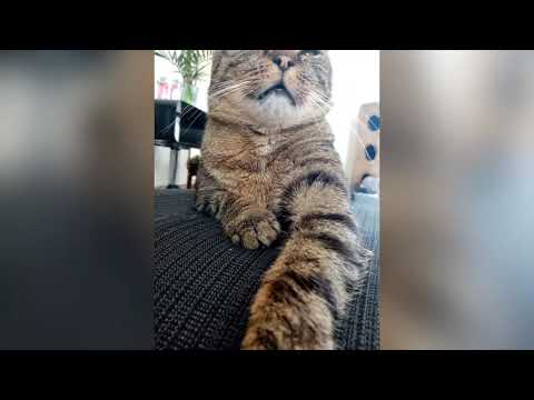 Music video/Matýsek a Piškotka