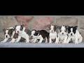 Boston Terrier dogs for sale: Alex  - Video 1