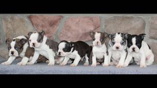 Video preview image #1 Boston Terrier Puppy For Sale in QUARRYVILLE, PA, USA