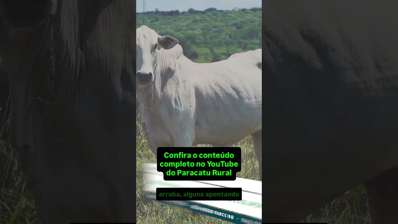 BOI em Alta e LEITE Pressionado: Entenda os Rumos da Pecuária de Corte e de Leite.