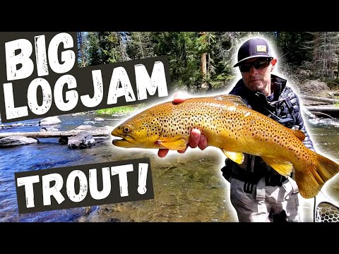 Hunting down BIG LOGJAM TROUT!  Crazy rainbow and brown trout action!  (New PB brown on this river!)