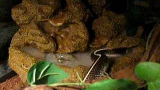 Elvis - Enjoying the Water Fountain.MOV