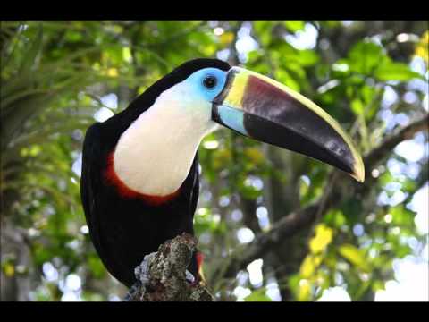 download lagu mp3 mp4 Yo Me Quedo En Venezuela, download lagu Yo Me Quedo En Venezuela gratis, unduh video klip Yo Me Quedo En Venezuela