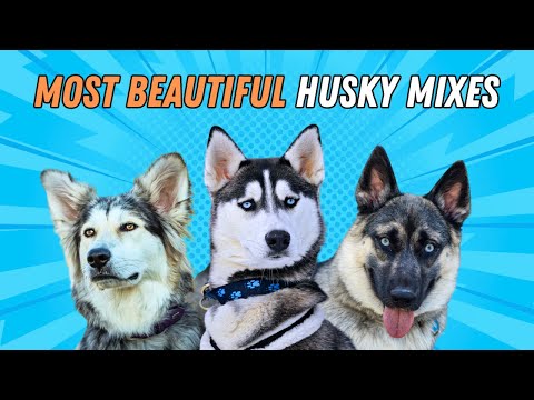 The Most Beautiful Husky Mixes You'll Ever See...