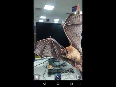 Birds Camera Frames Video