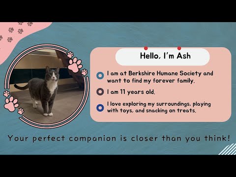 Companion Corner: Phoebe and Ash at the Berkshire Humane Society - YouTube