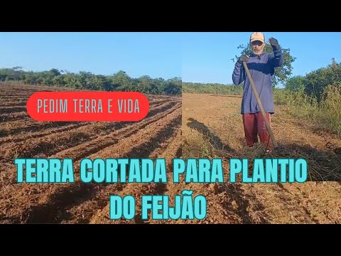     O Trabalho Não Para! Terra Preparada para o Plantio do Feijão Paulistinha 🌱🚜