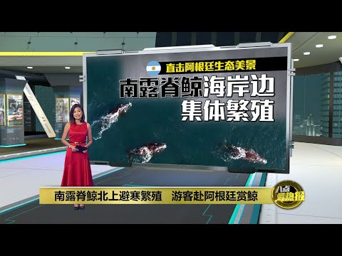 南露脊鲸北上避寒繁殖   游客赴阿根廷赏鲸 | 八点最热报 18/06/2023