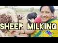 Sheep Milking