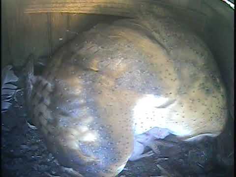 Mother owl feeding babies