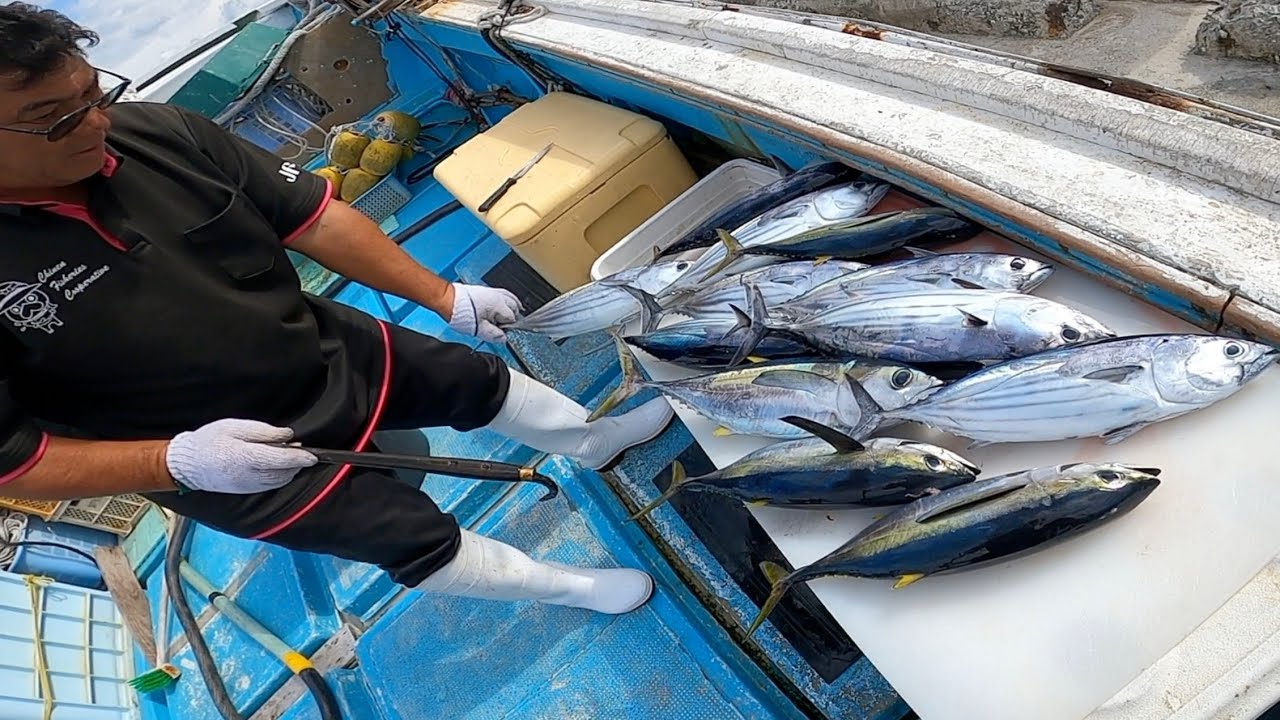 マグロ&カツオ解体、６４歳ベテラン漁師による早業解体