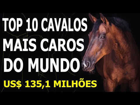 Top 10 cavalos mais caros da história MUNDIAL
