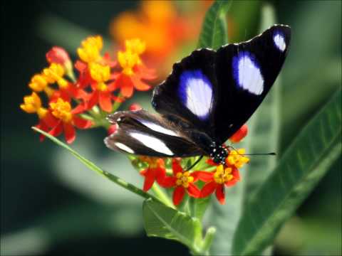 Johann Strauss Op.174 Le Papillon / The Butterfly