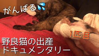 [妊娠した野良猫がうちで子供を産んじゃった]#2 出産完結編！赤ちゃんかわいいね【野良猫出産】