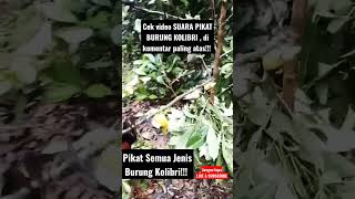 Download lagu Suara pikat burung kolibri paling ampuh, cek komentar paling atas mp3