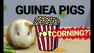 Why Do Guinea Pigs Popcorn?