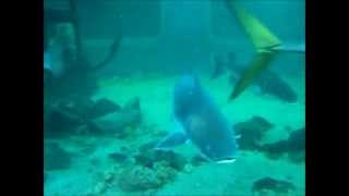 preview picture of video 'Ilha dos aquários (Porto Seguro - BA)'