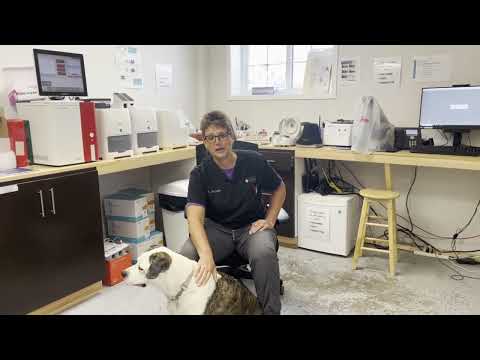 How Scribenote helped Dr. Tammy enjoy veterinary medicine again