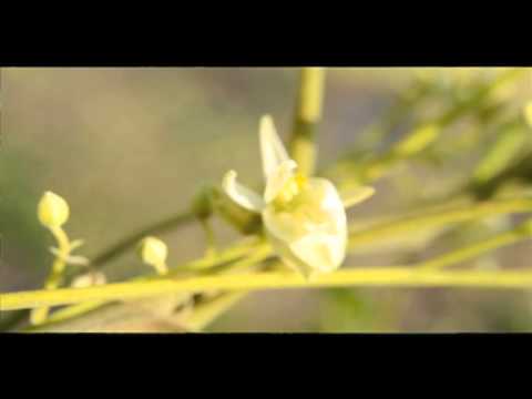 download lagu mp3 mp4 The Herbal Sage Tea Company, download lagu The Herbal Sage Tea Company gratis, unduh video klip The Herbal Sage Tea Company