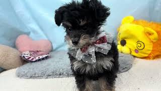 ハーフ犬の動画01