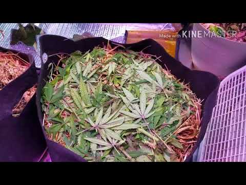 Is this a spider mite? Emergency harvest. No-till living organic soil Auto Blue Dream Harvest.
