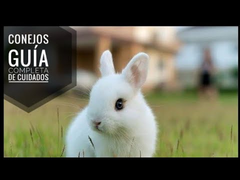 , title : 'Conejos Guía COMPLETA de cuidados #conejo #mascotas #conejos'