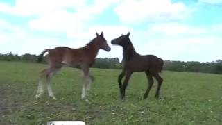 preview picture of video 'Vytauto Čepaičio žirgai/ Daily horse routine'