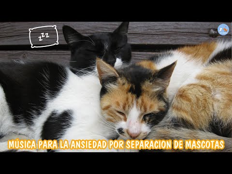 [Sin anuncios] Música para gatos: 10 horas de canciones suaves y relajantes