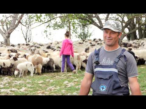 Biram selo ep. 70 29.04.2020. Lok, Ljuboje Džambas, šišanje ovaca