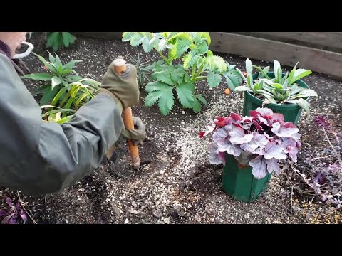 スズランを地植えや鉢に植える時期と方法は？  庭園