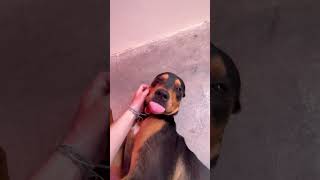 Video preview image #1 Rottweiler-Unknown Mix Puppy For Sale in Miami, FL, USA