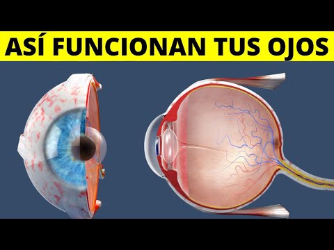 The EYES: how they work, anatomy, parts, functions, sense of sight