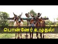 Golden Plough With Our Kankrej Bulls 01 Year Completed In YouTube Importance Of Local Native Breed