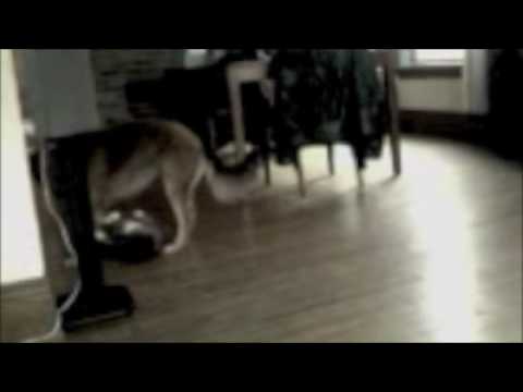 Zuni Days....A dogs life.