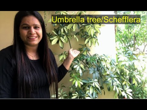 , title : 'How to grow and care Schefflera/Umbrella plant||Backyard Gardening