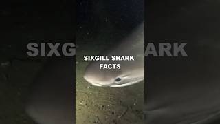 Download lagu Those teeth tho...⁠⁠📍Shark diving in Washington #scuba #sharks #vanlife mp3