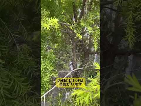 開花を促進するために2月に剪定する6つの低木  庭園