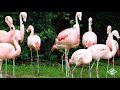 REFRESH Animal Encounters At The Baton Rouge Zoo Chilean Flamingos
