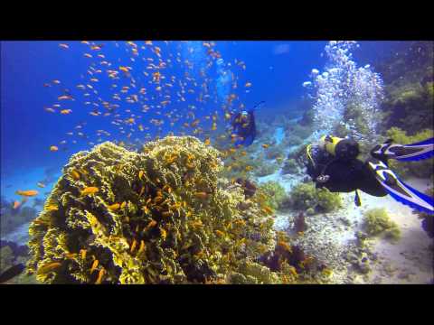 Shark and Yolanda Reef dive in April 2013