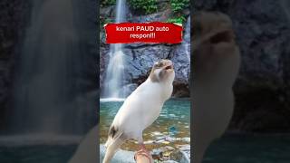 Download lagu pancingan kenari paud agar cepat bunyi... #kicaumania #kenari mp3