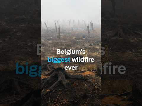 Belgium's biggest wildfire ever | DW News