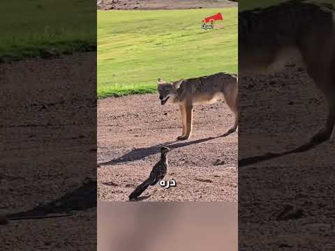 طير يهزم المفترسات