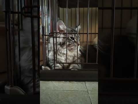 Anji was naughty 😢 she pee in bed..