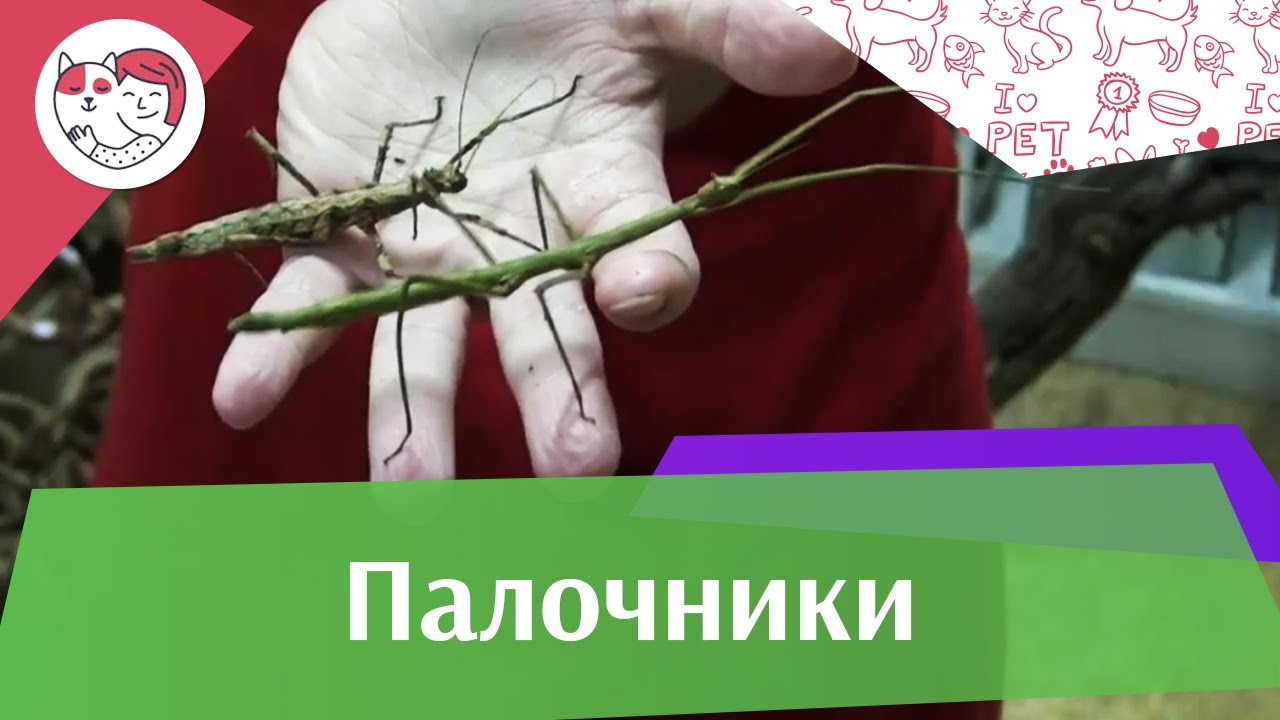 5 особенностей ухода за золотистым ретривером