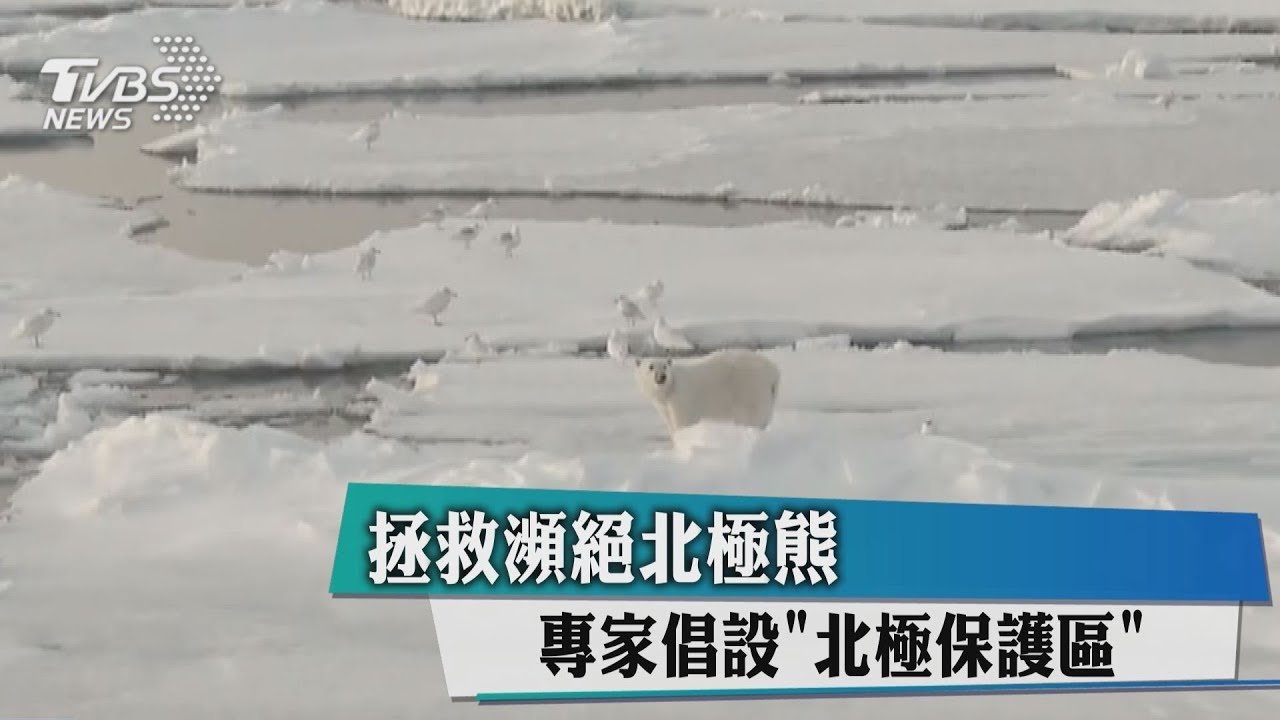 拯救瀕絕北極熊 專家倡設「北極保護區」