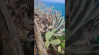 Тропеа.Вид з монастирського саду #music #singer #song #travel #italiangetaway #sicily  #виллаиталии