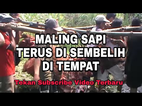 download lagu mp3 mp4 Video Maling Sapi Dipotong Kepalanya, download lagu Video Maling Sapi Dipotong Kepalanya gratis, unduh video klip Video Maling Sapi Dipotong Kepalanya