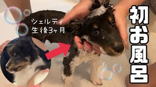 子犬を濡らしたら狐になりました