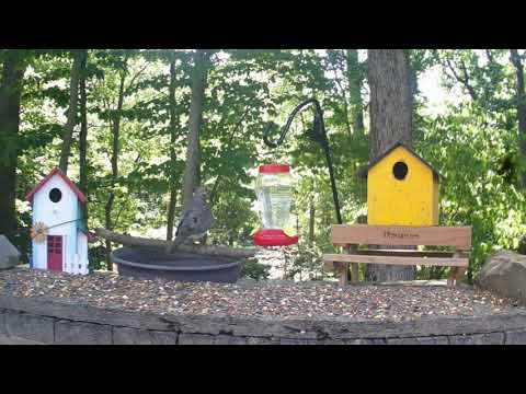 Mourning Dove Plays Roll-the-Log!