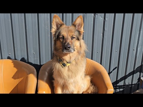 HOW ARE THE DISABLED CHICKENS FEELING? - A little chicken bites his fingers.